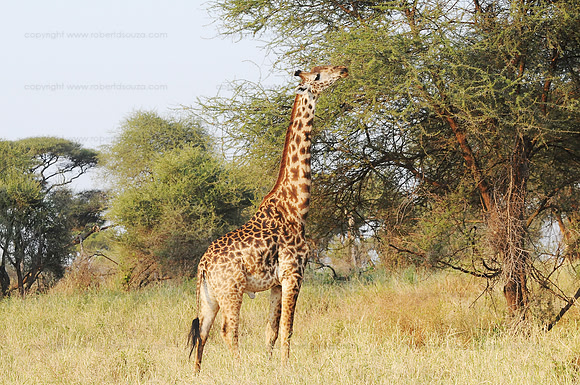 Masai giraffe, Serengeti NP