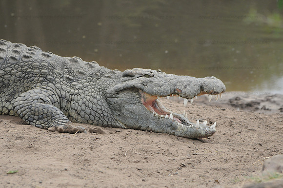 Nile crocodile, Serengeti NP