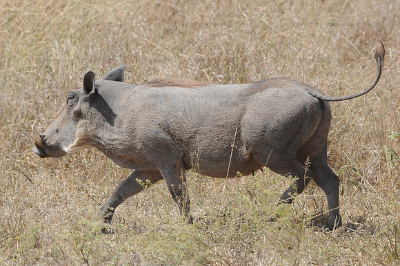 Wart hog, Serengeti NP
