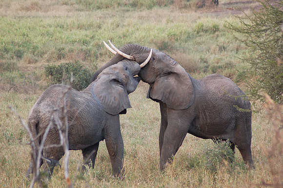 Young elephants sparring, Tarangere NP