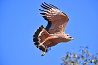 Savannah Hawk in flight, Poconé