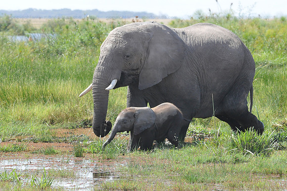 Elephant mother and calf, Amboseli  NP
