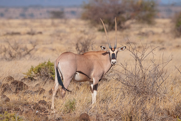 Oryx, Samburu NR
