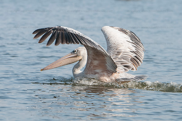 Pink-backed pelican, Lake Naivasha