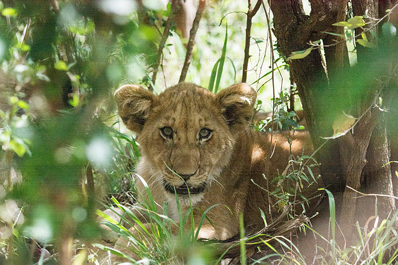 Lion cub, Masai Mara NR