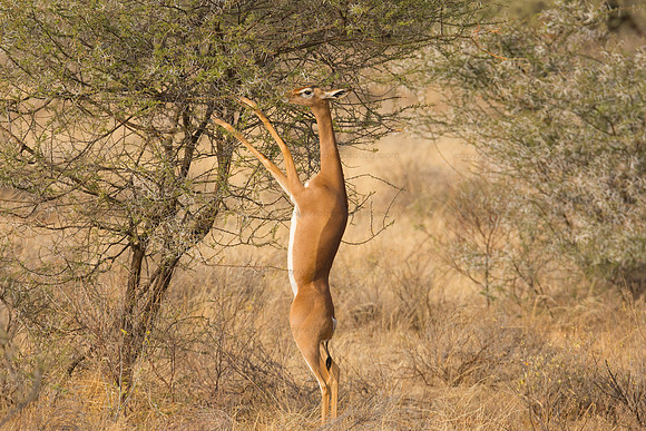 Gerenuk, Samburu NR