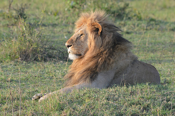 Lion, Masai Mara NR