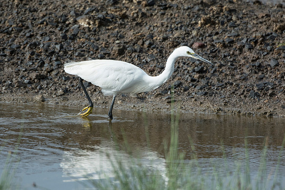 Little egret, Lake Naivasha