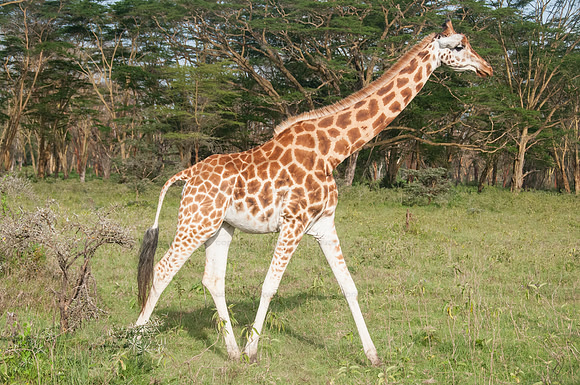 Rothschild's giraffe, Lake Naivasha