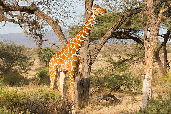 Reticulated giraffe, Samburu NR
