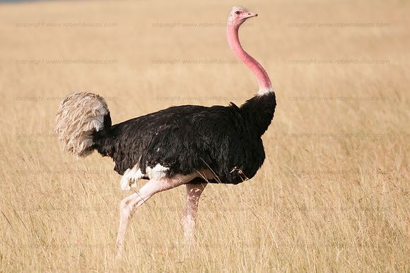 Ostrich, Masai Mara NR