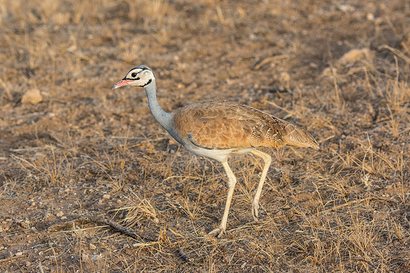 White-bellied bustard Samburu NP