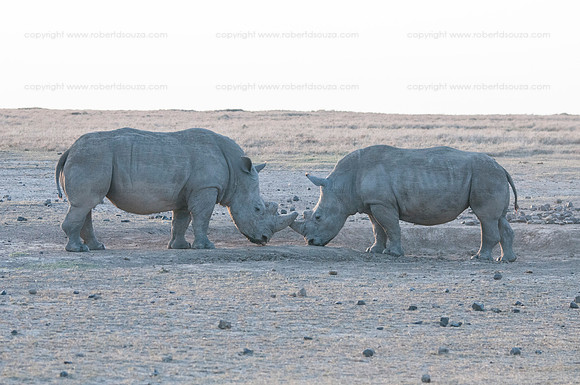 White Rhinos sparring Sweetwaters GR