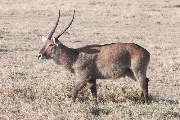 Waterbuck, Sweetwaters GR