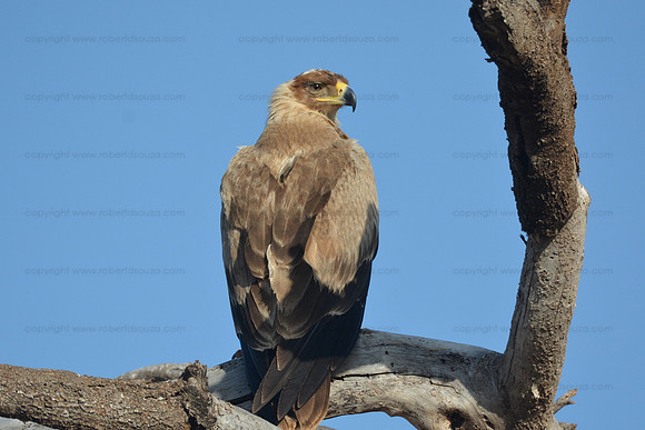 Tawny eagle Samburu NR