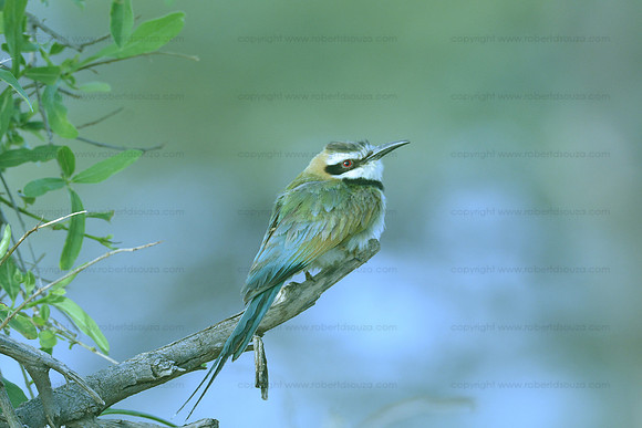 White-throated bee-eater, Samburu NR