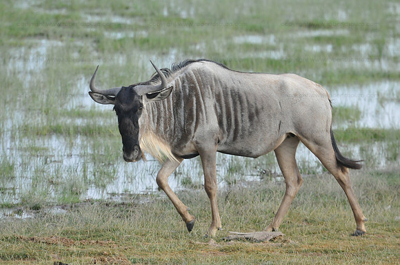 Wildebeest, Amboseli NP