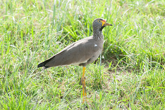 Wattled lapwing, Masai Mara NR