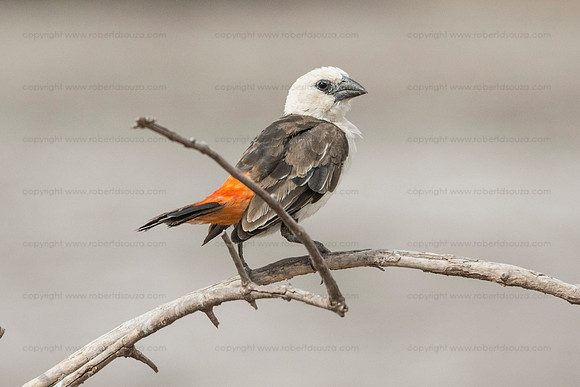 White-headed buffalo weaver, Amboseli NP