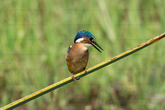 Half-collared kingfisher, Amboseli NP
