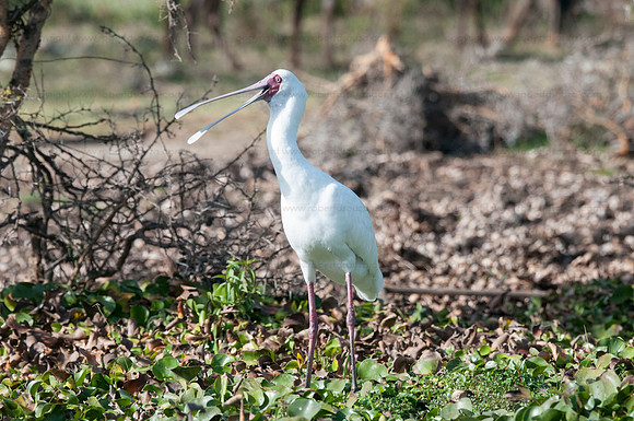 Spoonbill, Lake Naivasha