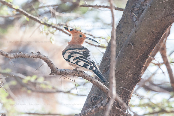 Hoopoe, Samburu NR