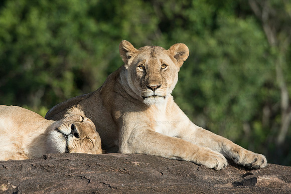 Lionesses, Masai Mara NR