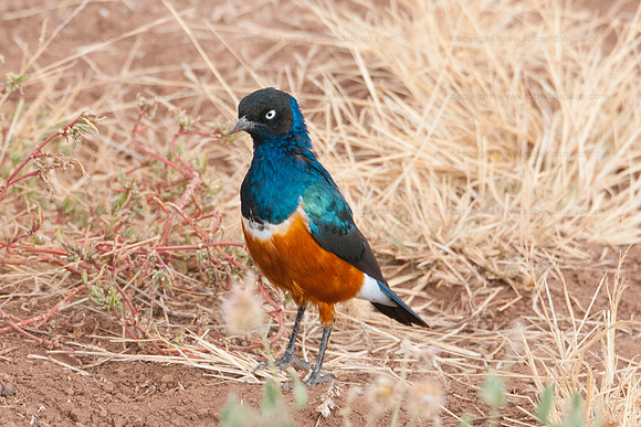 Superb starling, Amboseli NP