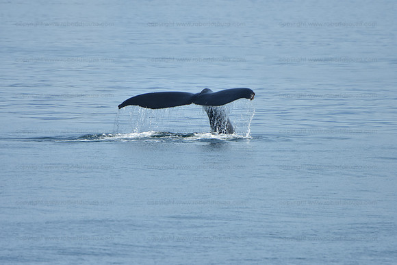 Humpback whale diving seq 1, Juneau