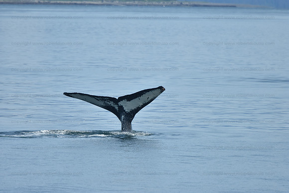 Humpback whale diving seq 2, Juneau