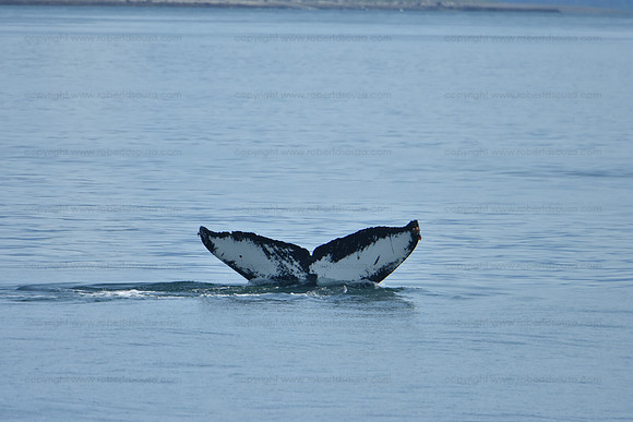 Humpback whale diving seq 3, Juneau