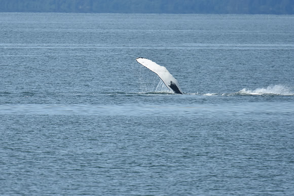 Humpback whale fin slapping seq 1, Juneau