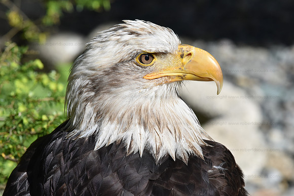 Bald eagle, Ketchikan