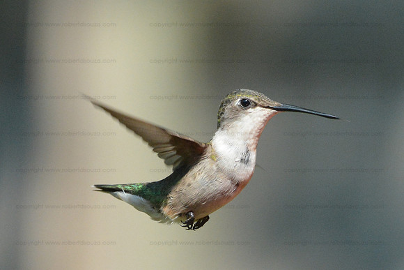 Ruby-throated hummingbird Female, Fairfax