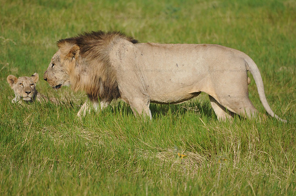 Lion father and son, Amboseli NP