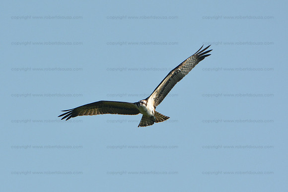 Osprey Dive 2, Occoquan NWR
