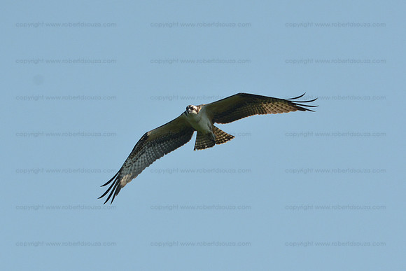 Osprey Dive 1, Occoquan NWR