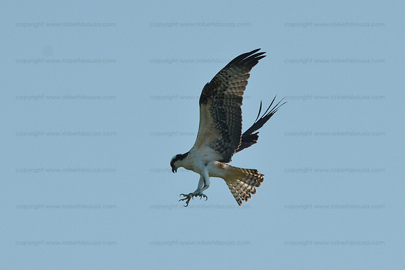 Osprey Dive 3, Occoquan NWR