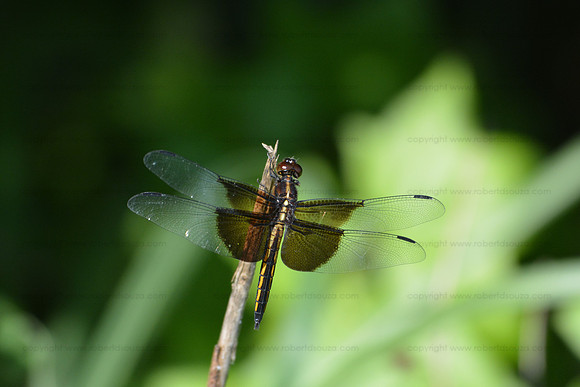 Widow skimmer dragonfly, Occoquan NWR