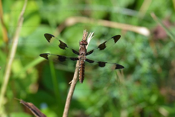 Twelve-spotted skimmer Dragonfly, Occoquan NWR
