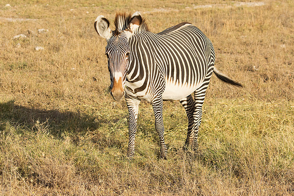 Grevy's zebra, Samburu NP