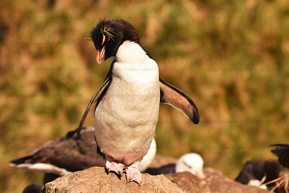 Rockhopper Penguin, Falkland Islands