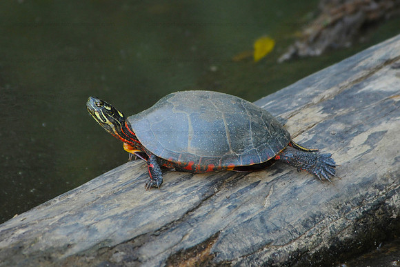 Painted turtle, Occoquan NWR