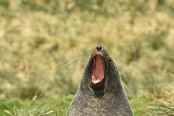 Yawn! It’s those photographers and their big lenses again!