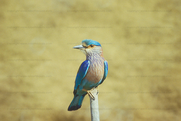 Indian Roller, Goa