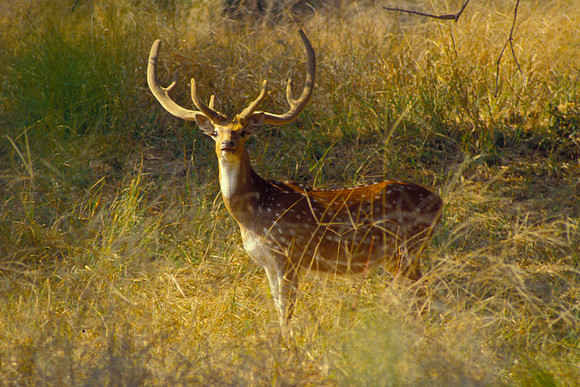Chital spotted deer, Sariska NP