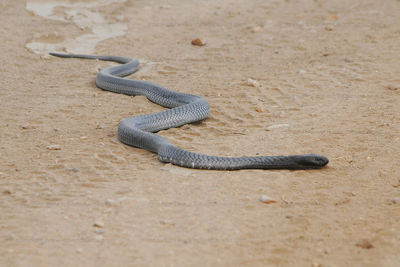 Black mamba, Serengeti NP