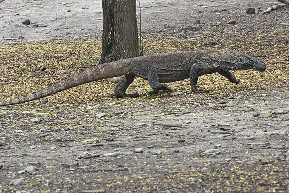 Komodo dragon Komodo Island