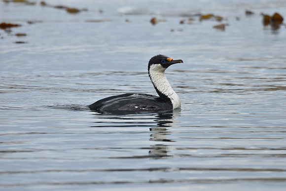 Antarctic Cormorant, Antarctica