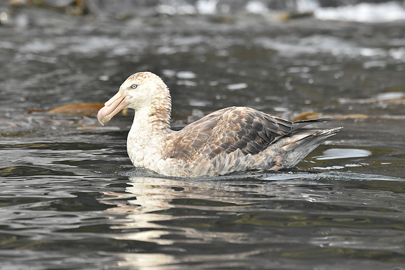 Southern Giant Petrel, Antarctica